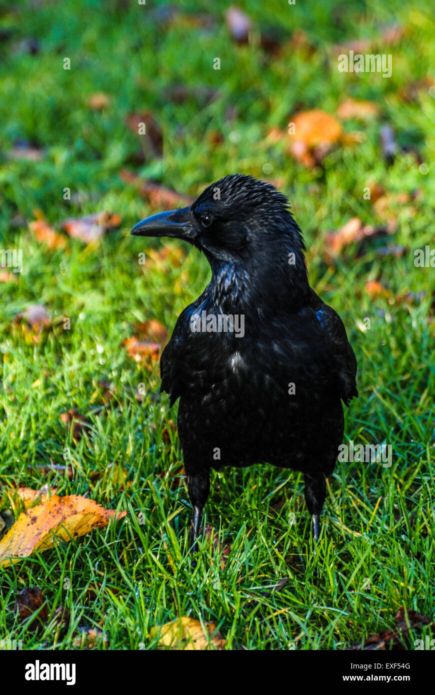 Crow looking in Hyde Park, London, UK at autumn Stock Photo