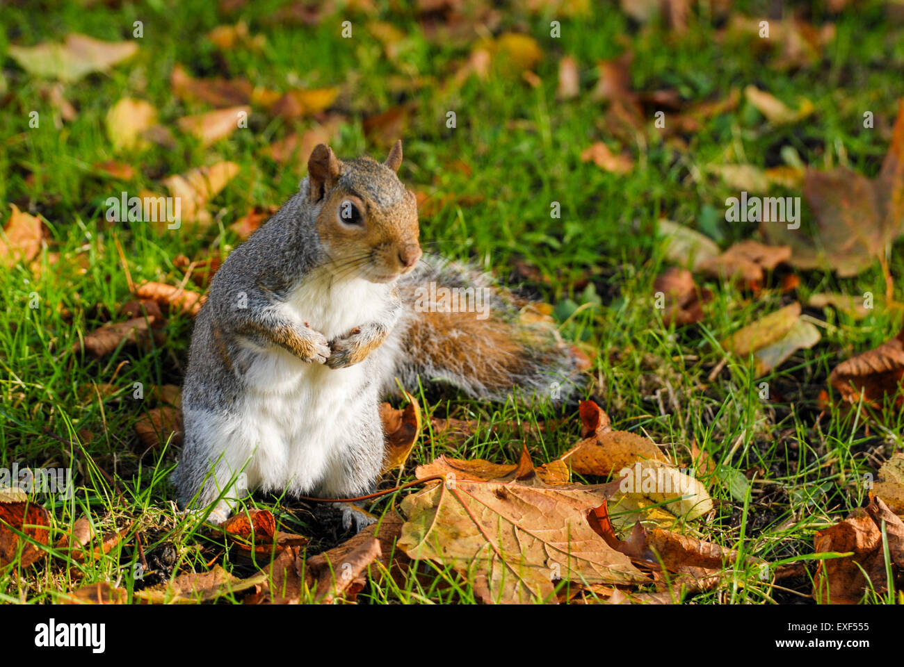 Sciurus niger hi-res stock photography and images - Alamy