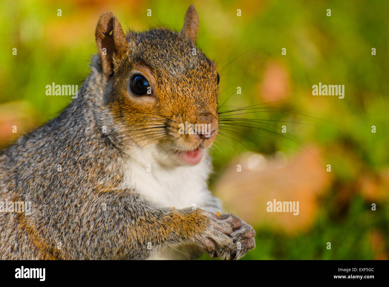 Sciurus niger hires stock photography and images Alamy