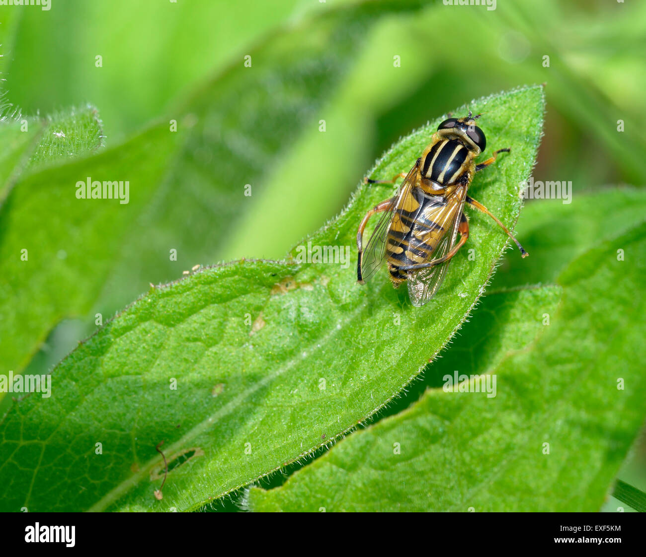 Brindled Hoverfly or Sunfly - Helophilus pendulus cleaning wings Stock Photo