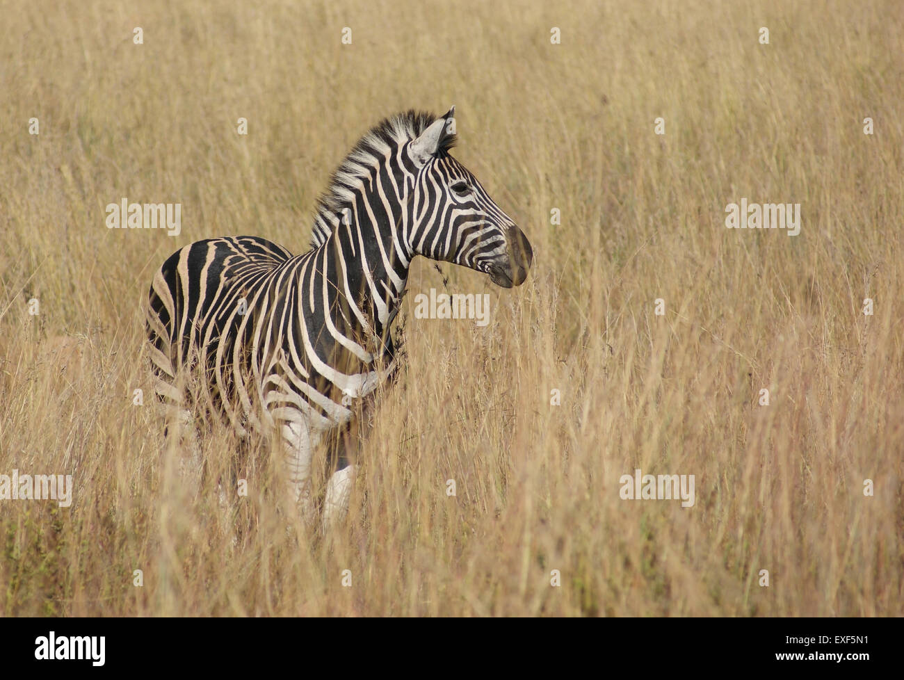 sunny savanna scenery with zebra in Botswana, Africa Stock Photo