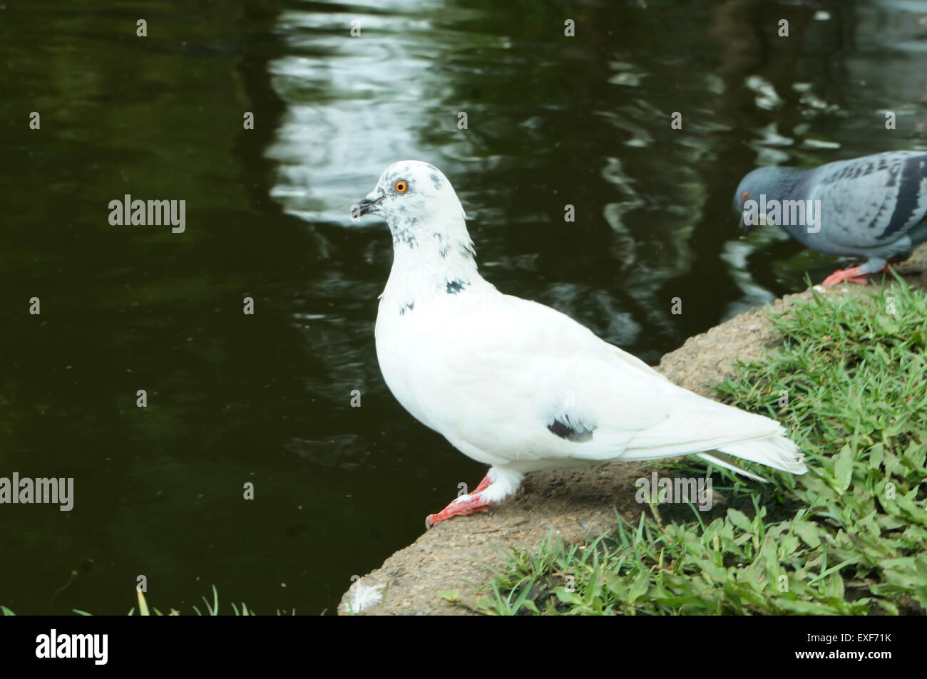 white dove beside the river Stock Photo