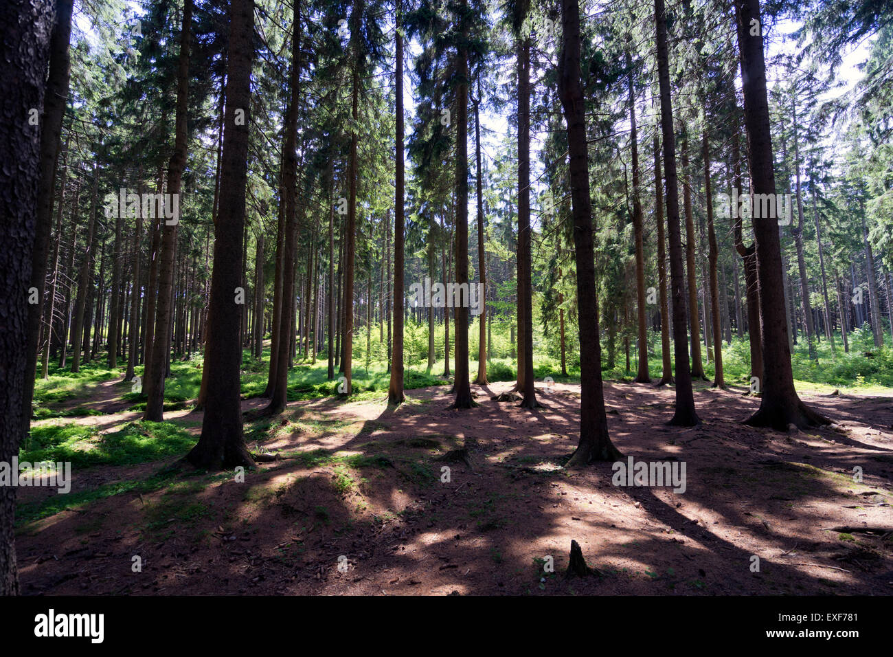Dry forest in summer hi-res stock photography and images - Alamy