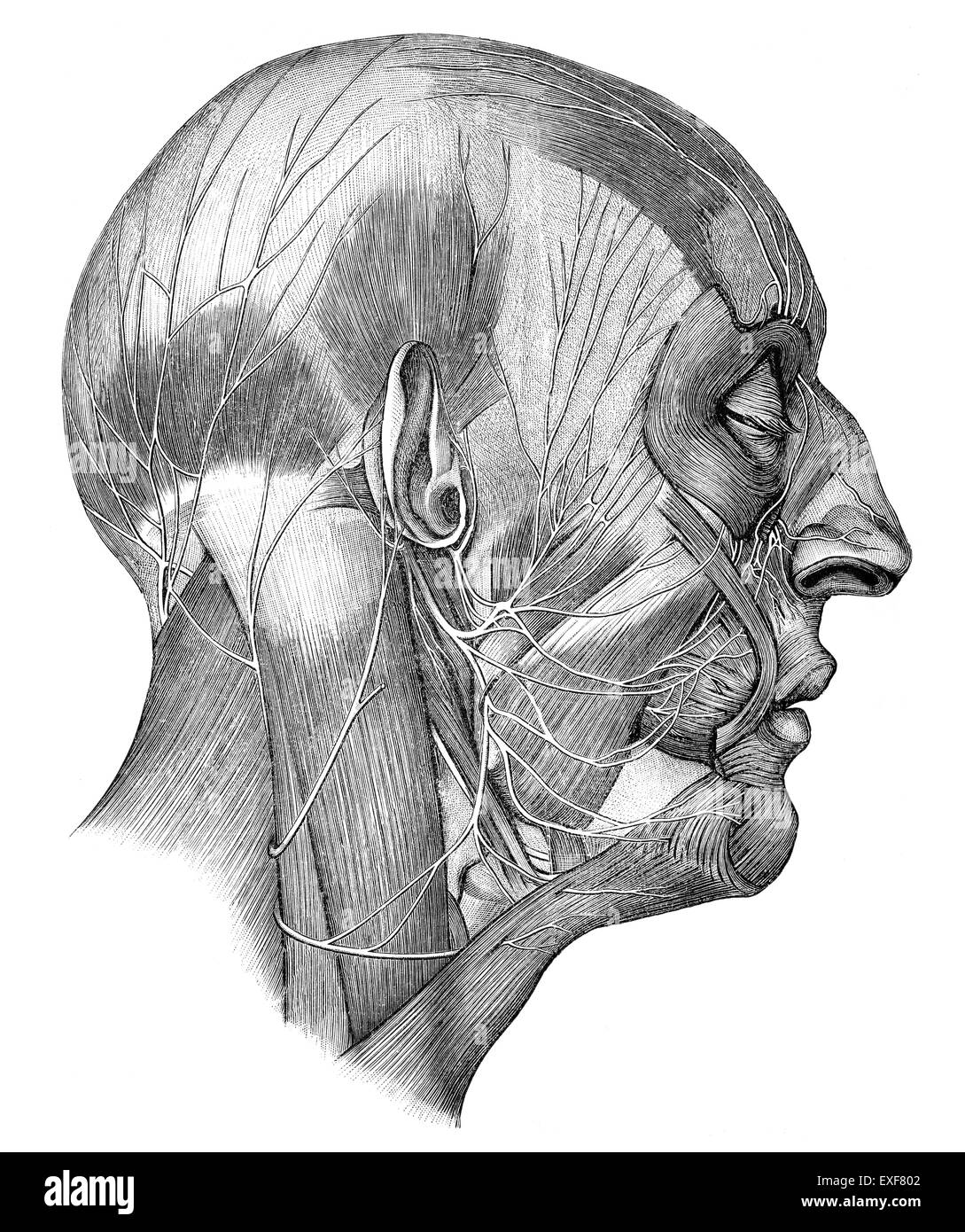 Human head with Cranial nerves Stock Photo