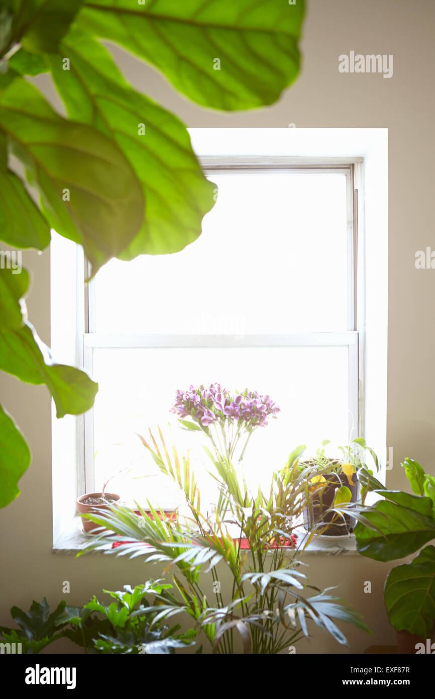 Variety of house plants in front of window, indoors Stock Photo Alamy