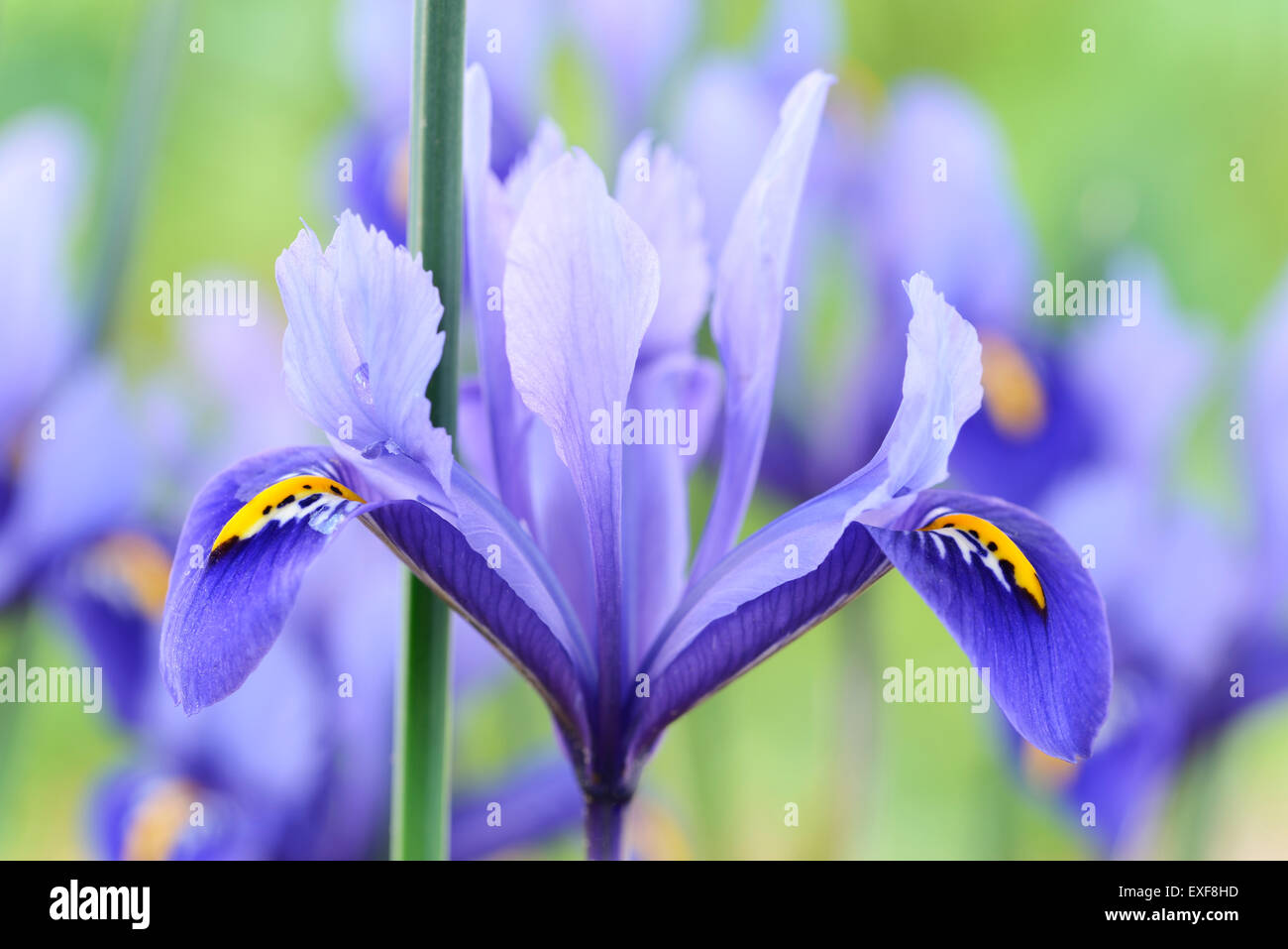 Iris  'Harmony'  Reticulata  February Stock Photo