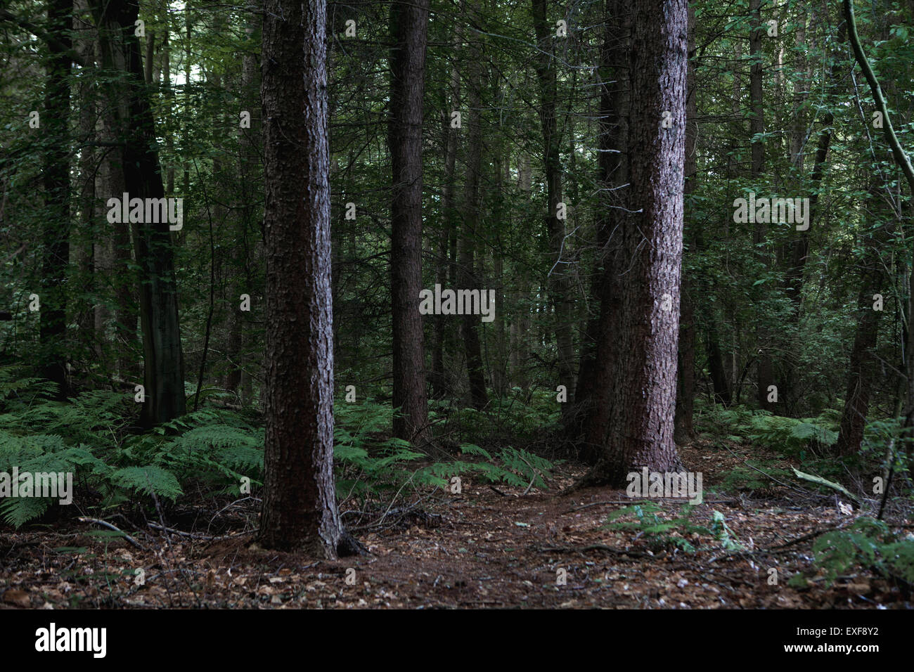 View of dense forest with ferns Stock Photo