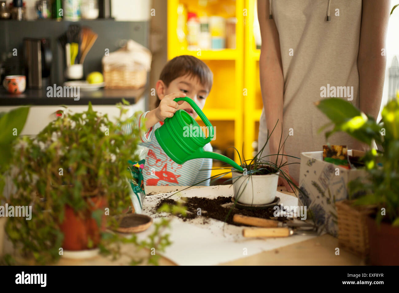 Boy watering pot plants at kitchen table Stock Photo