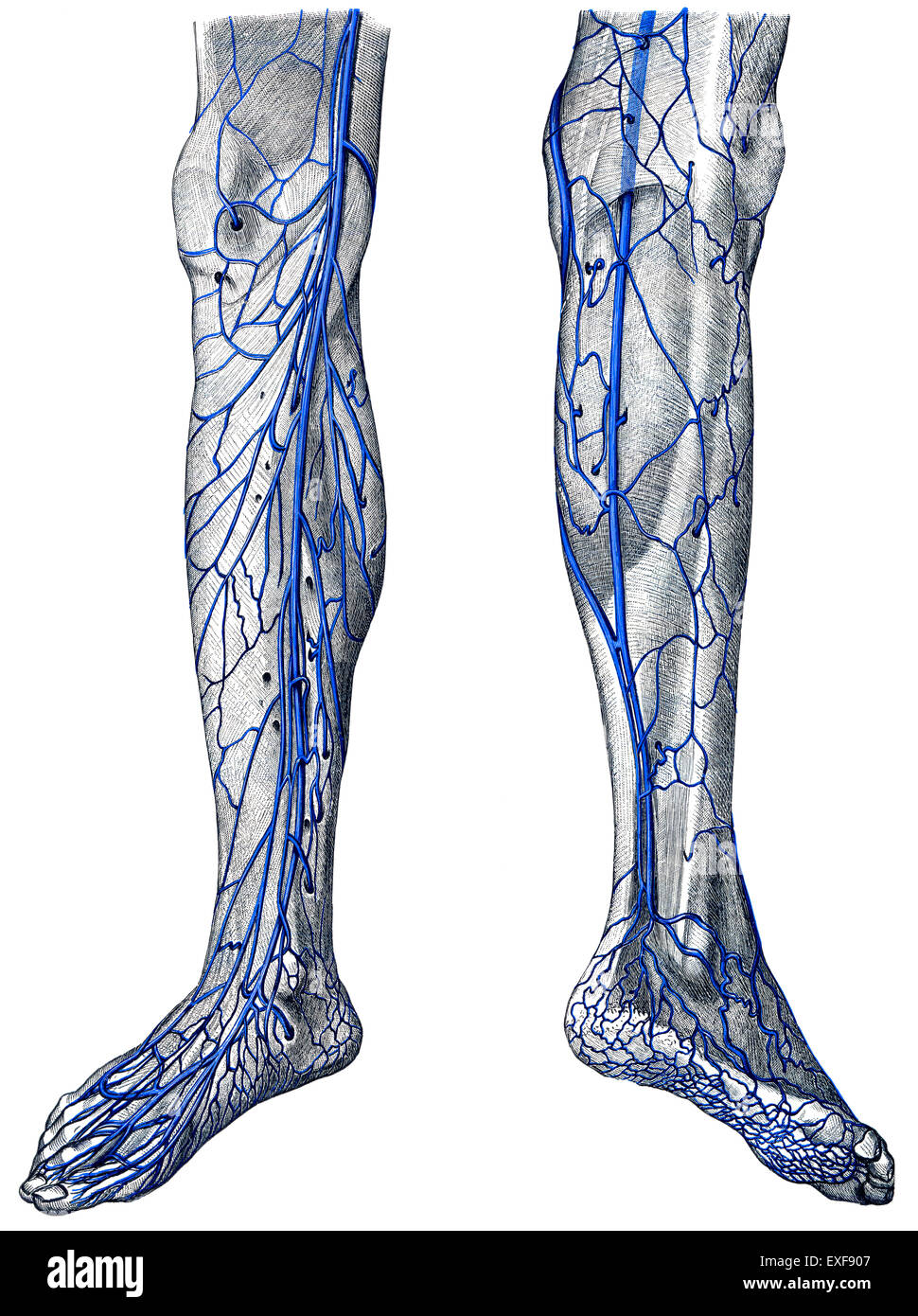 The veins of the legs Stock Photo Alamy