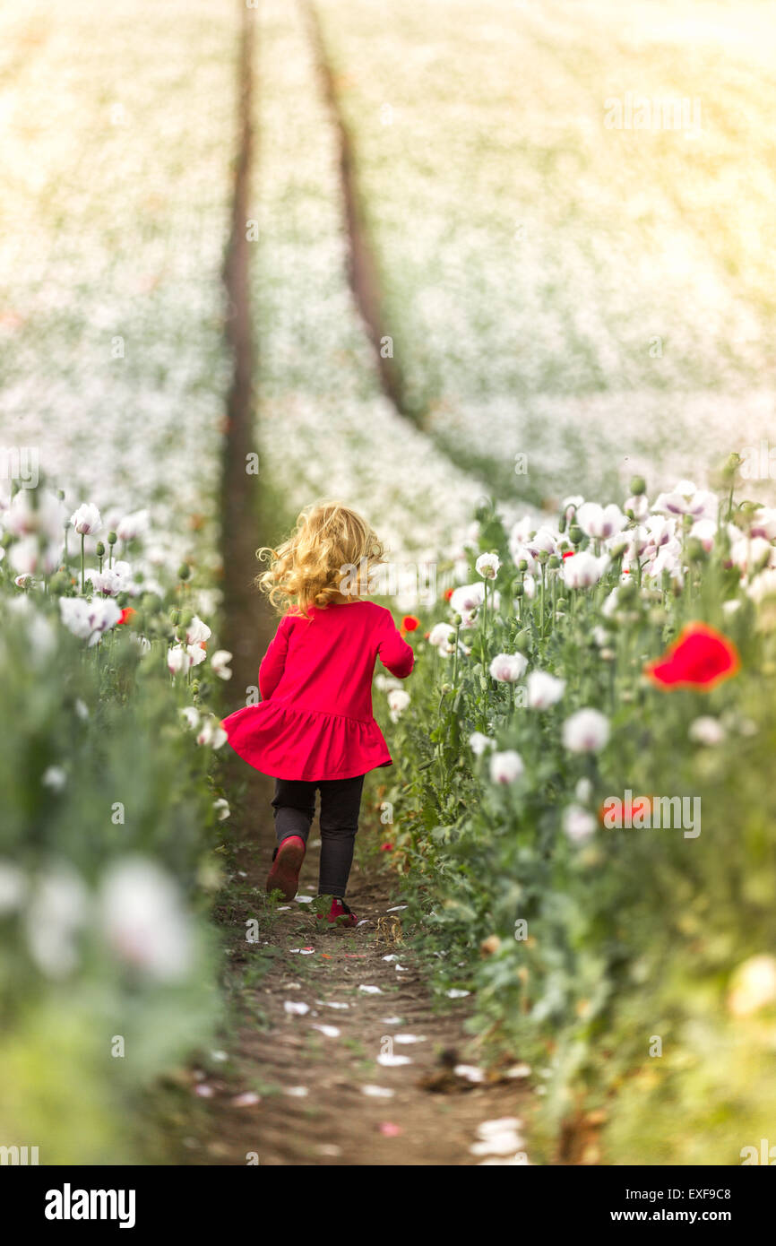 Small, blond girl in a red dress running in the while poppy field Stock Photo