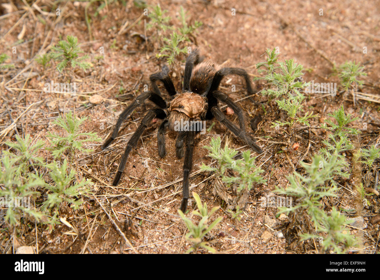 Desert Tarantula, (Aphonpelma chalcodes), male, venomous primitive spider, Sonoita, Arizona, USA. Stock Photo