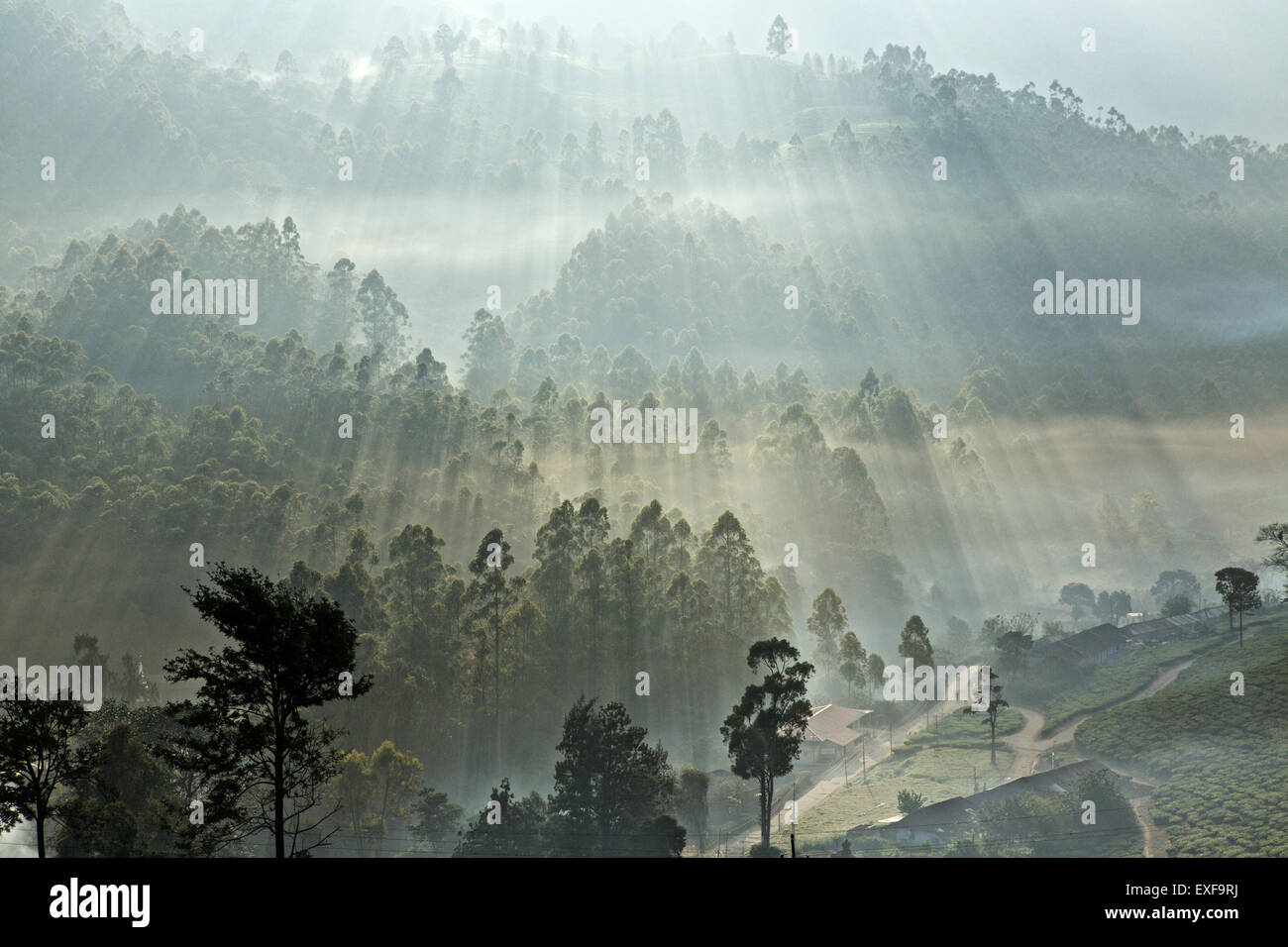 Tea plantation at dawn, Kerala, India Stock Photo