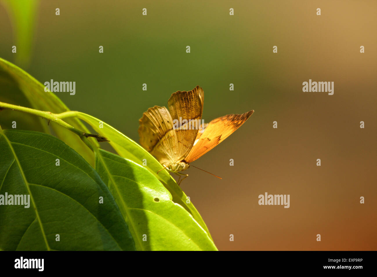 Tamil yeoman butterfly (Cirochroa thais), Kerala, India Stock Photo Alamy