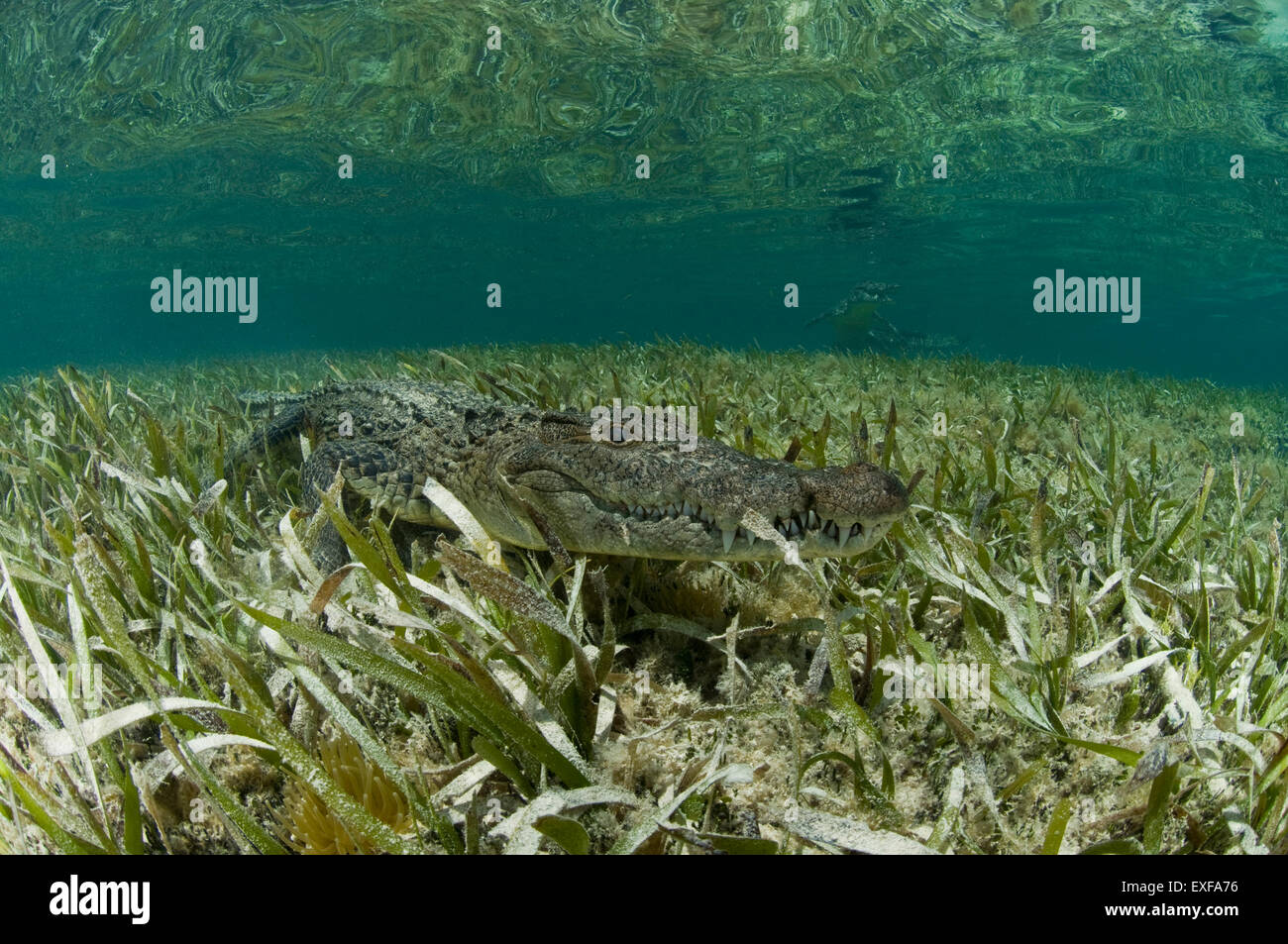 American crocodile (crocodylus acutus) in clear waters of Caribbean,  Chinchorro Banks (Biosphere Reserve), Quintana Roo, Mexico Stock Photo