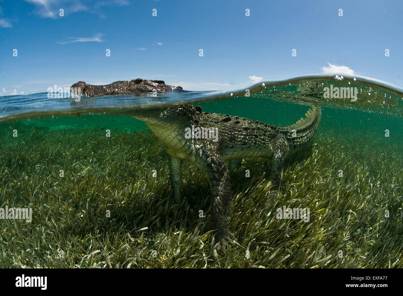 American crocodile (crocodylus acutus) in clear waters of Caribbean, Chinchorro Banks (Biosphere Reserve), Quintana Roo, Mexico Stock Photo