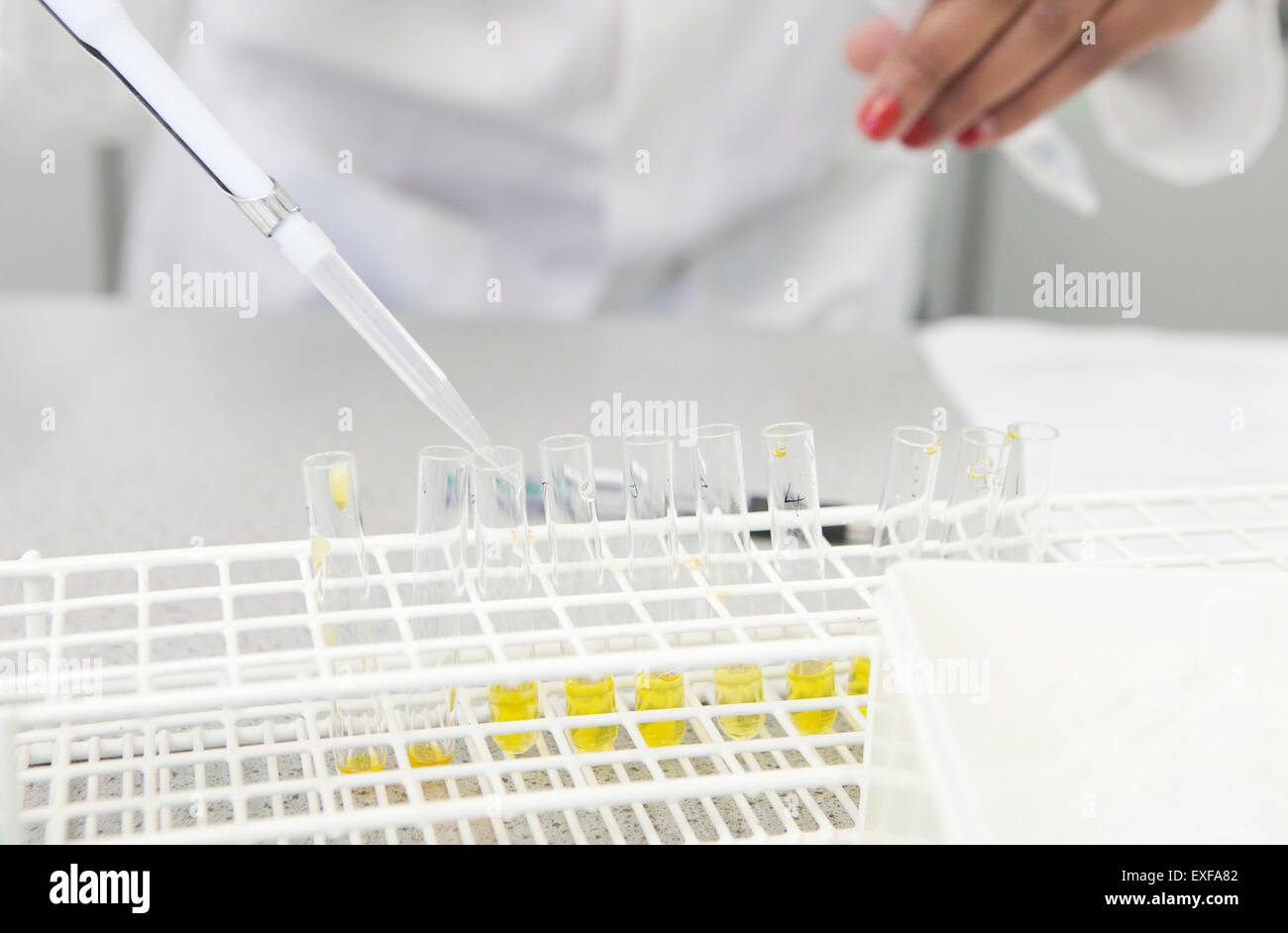 Female hand pipetting yellow liquid into test tubes in lab Stock Photo