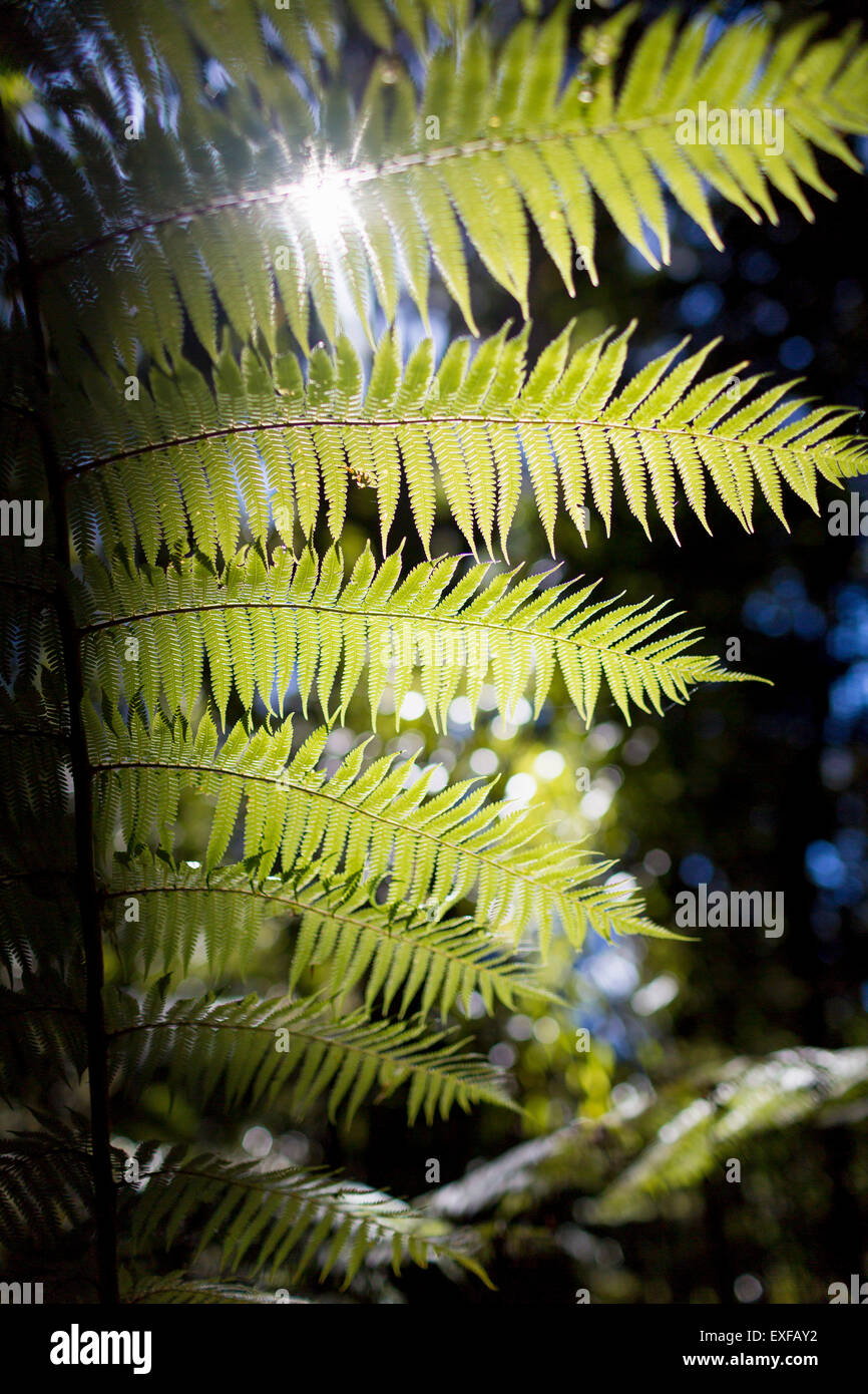 Sunlight on fern leaves hi-res stock photography and images - Alamy