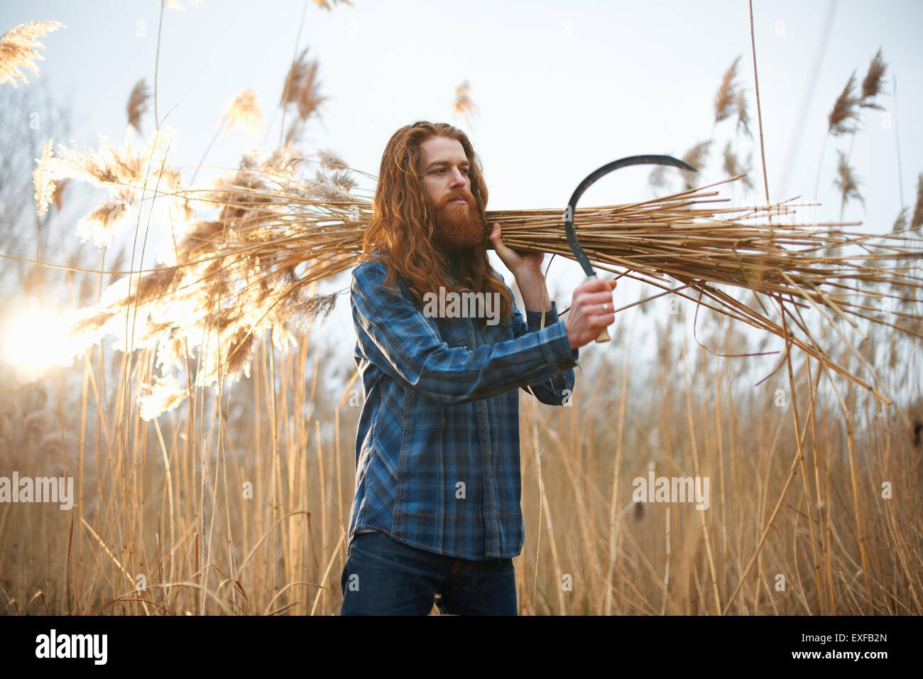 Man carrying bundle of wheat Stock Photo