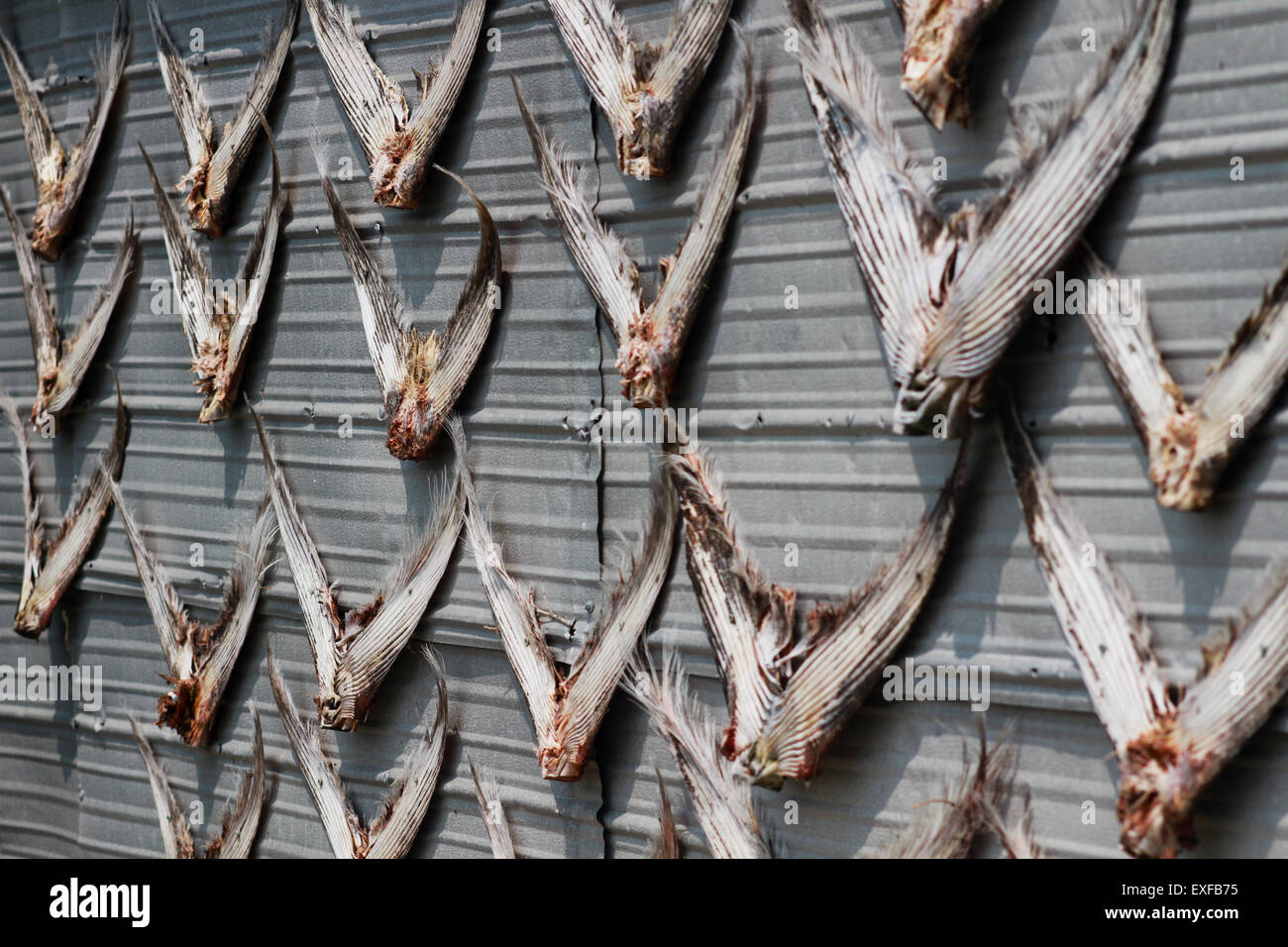 Tuna tail hires stock photography and images Alamy