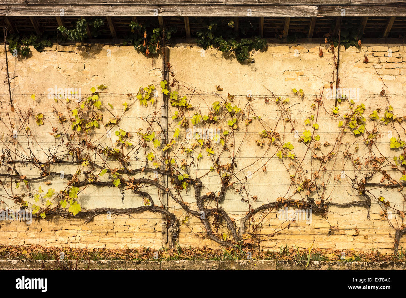 Grape no wall hi-res stock photography and images - Alamy