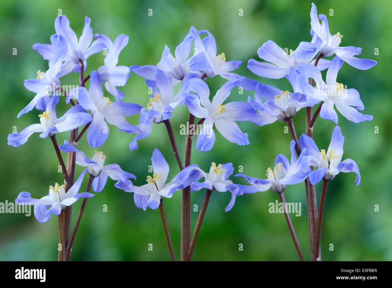 Chionodoxa forbesii 'Blue Giant' Glory of the snow March Stock Photo ...