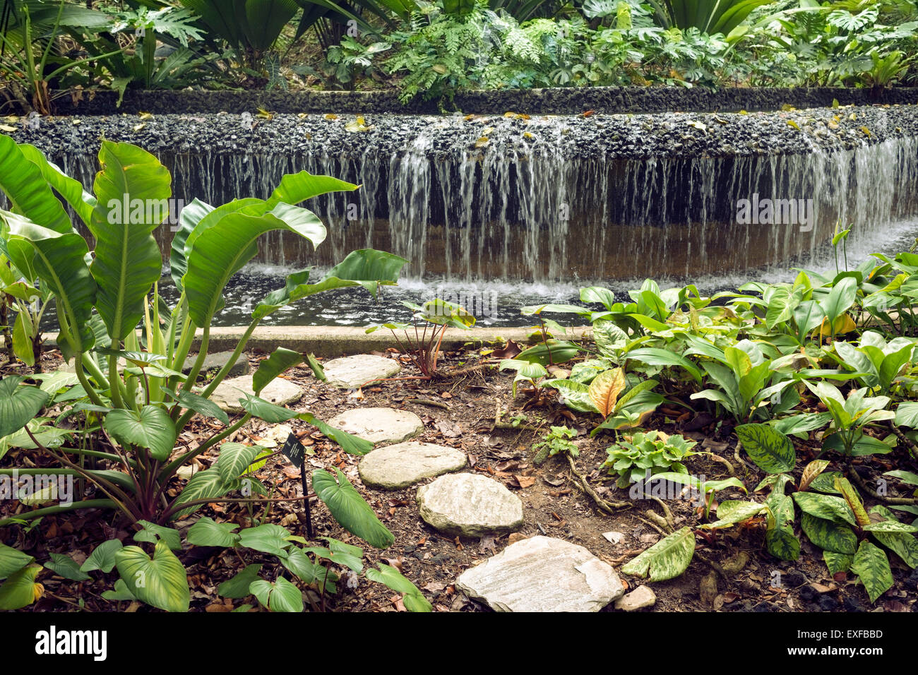 stone steps pathway leading to the artificial water cascade in Singapore Botanical garden Stock Photo