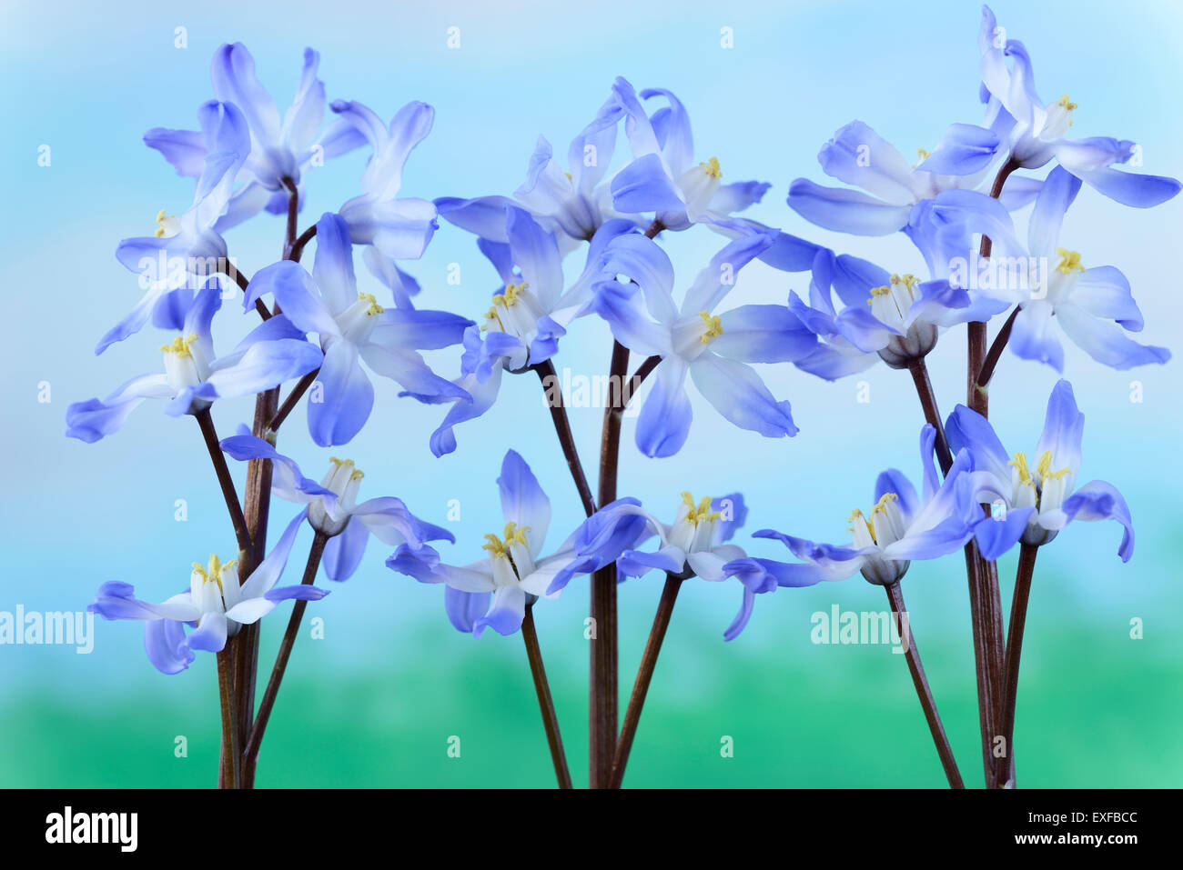 Chionodoxa forbesii 'Blue Giant' Glory of the snow March Stock Photo ...