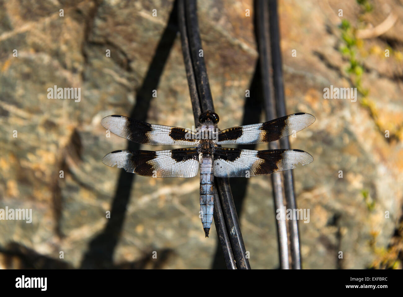 Eight spotted skimmer dragonfly Libellule forensis Stock Photo