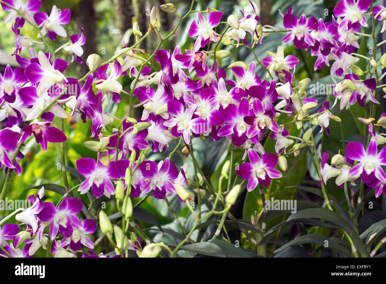 many purple orchid flowers in famous Singapore Botanical garden Stock