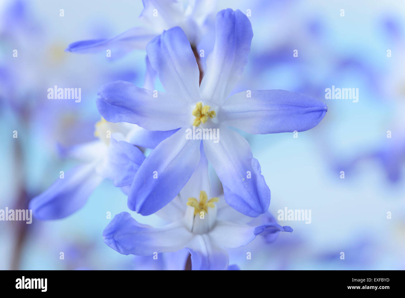 Chionodoxa forbesii 'Blue Giant' Glory of the snow March Stock Photo ...