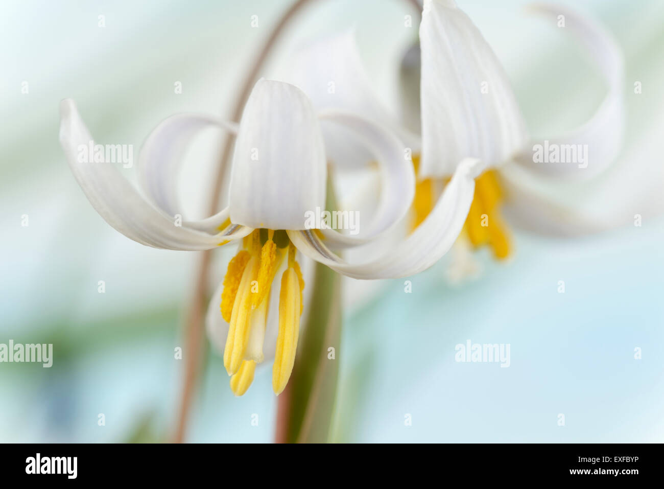 Erythronium dens-canis var. niveum  Dogs tooth violet  Trout lily  March Stock Photo