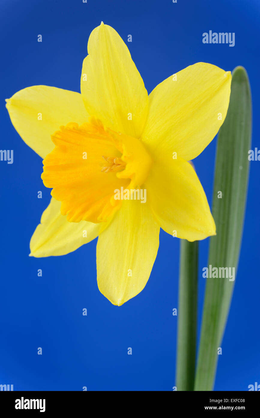 Narcissus  'Armada'  Daffodil  Division 2 Large-cupped  March Stock Photo