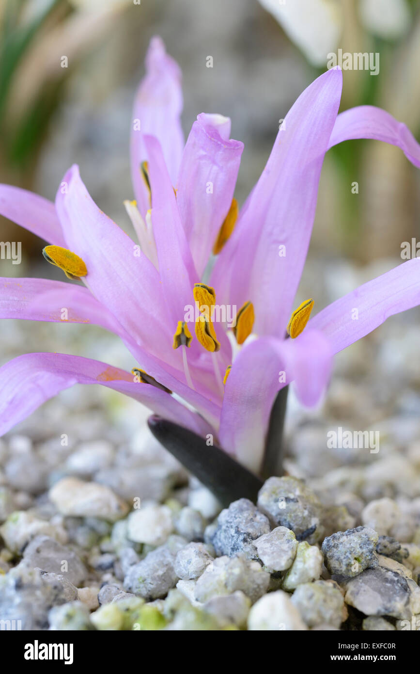 Bulbocodium vernum Spring meadow saffron Growing through gravel March Stock Photo Alamy