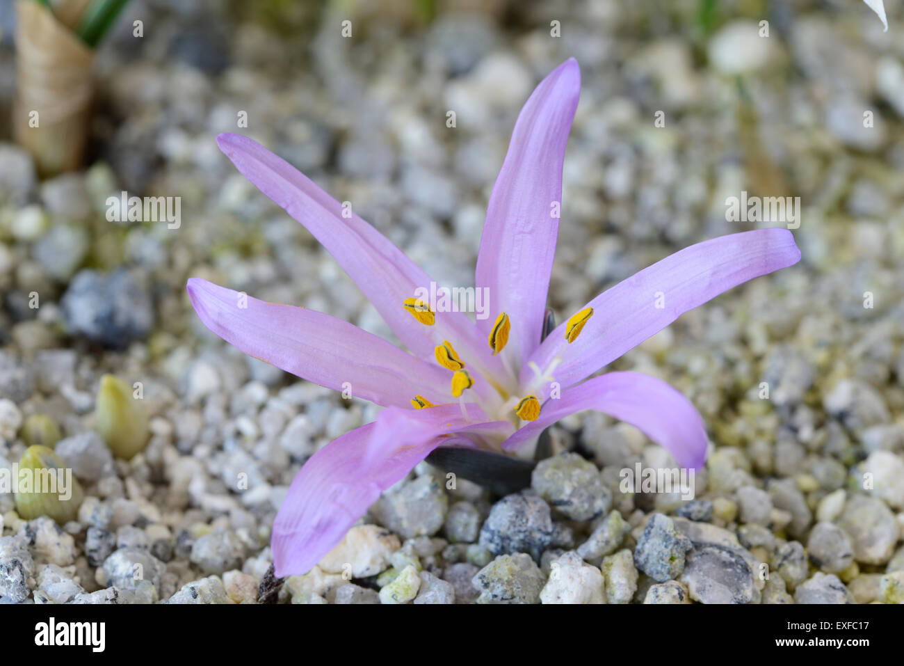 Bulbocodium vernum Spring meadow saffron Growing through gravel March