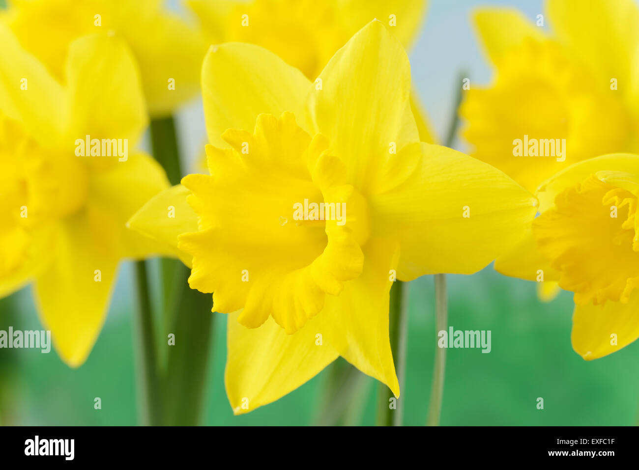 Narcissus  'Standard Value'  Daffodil  Division 1  Trumpet  March Stock Photo
