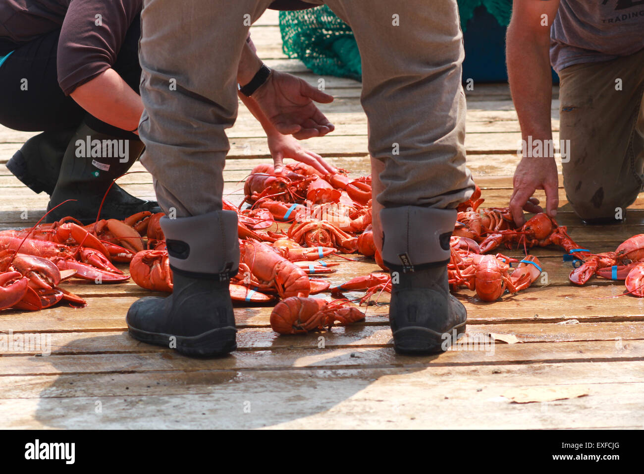 Lobster fishermen in Cape Breton, Nova Scotia Stock Photo Alamy