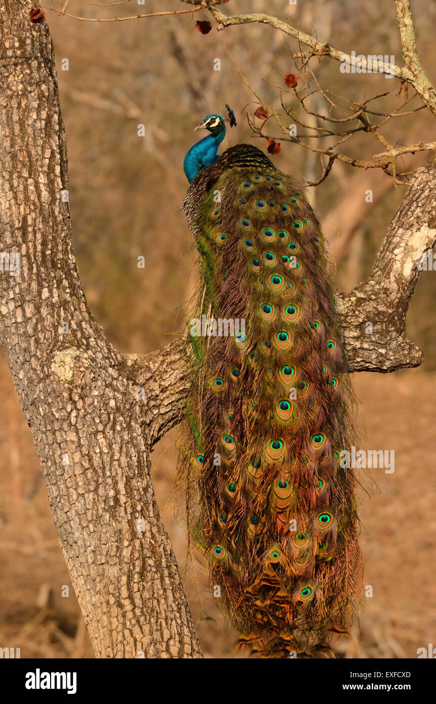 Peafowl with full grown tail feathers Stock Photo