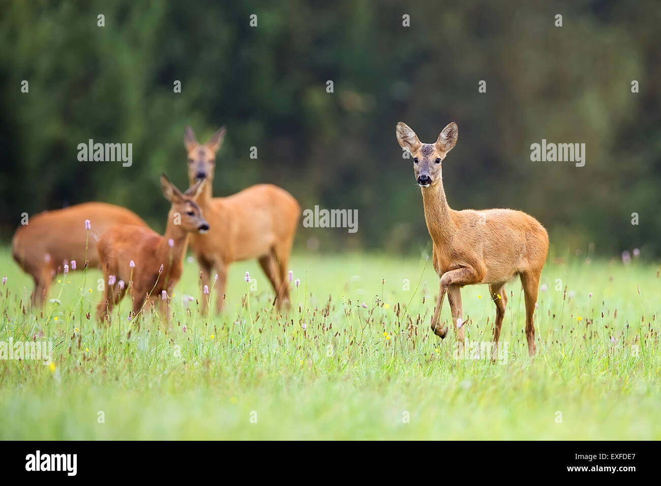 Roe-deer with family in the wild Stock Photo