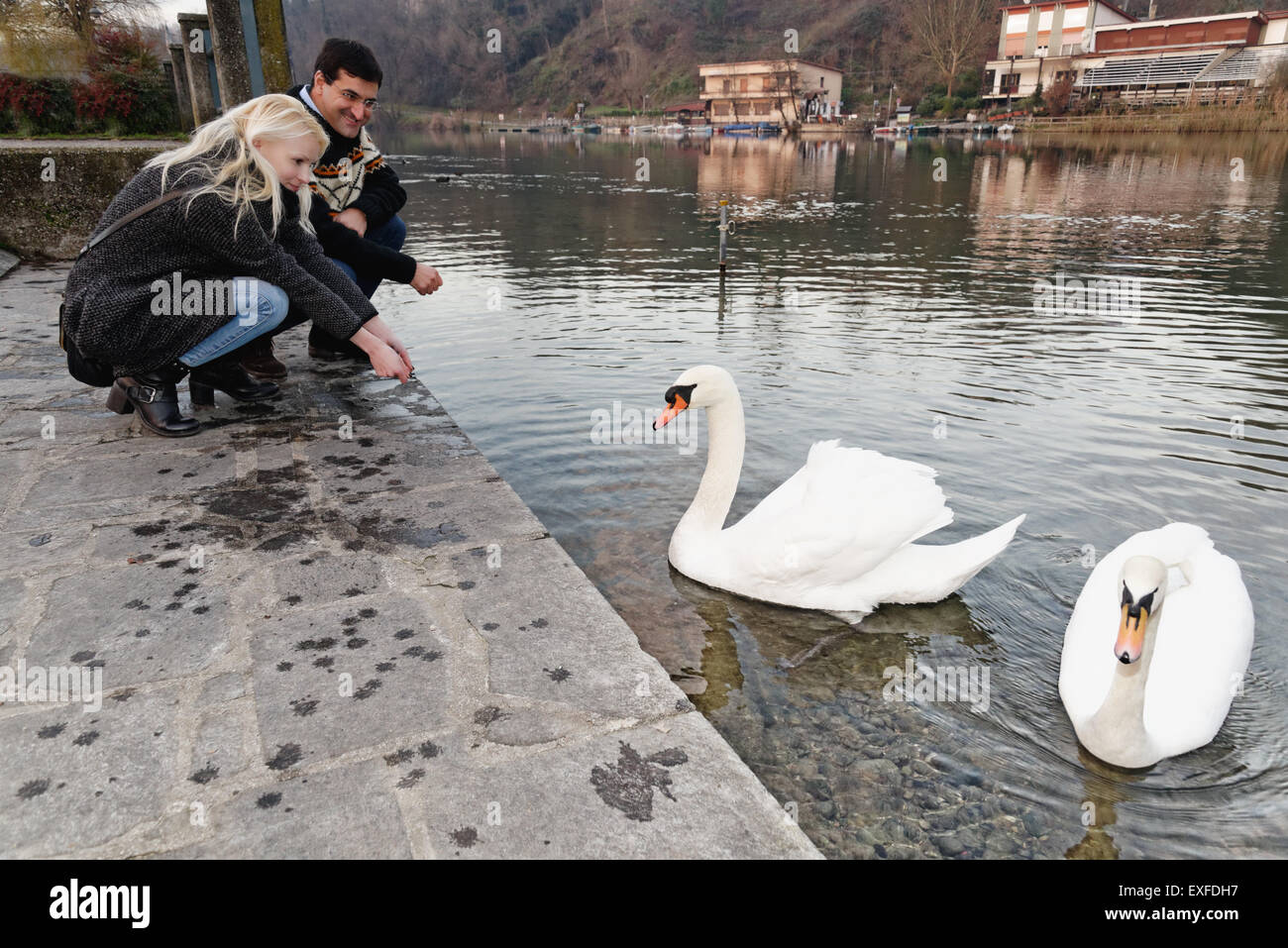 Heterosexual couple crouching by swans on lake, Lombardy, Italy Stock Photo