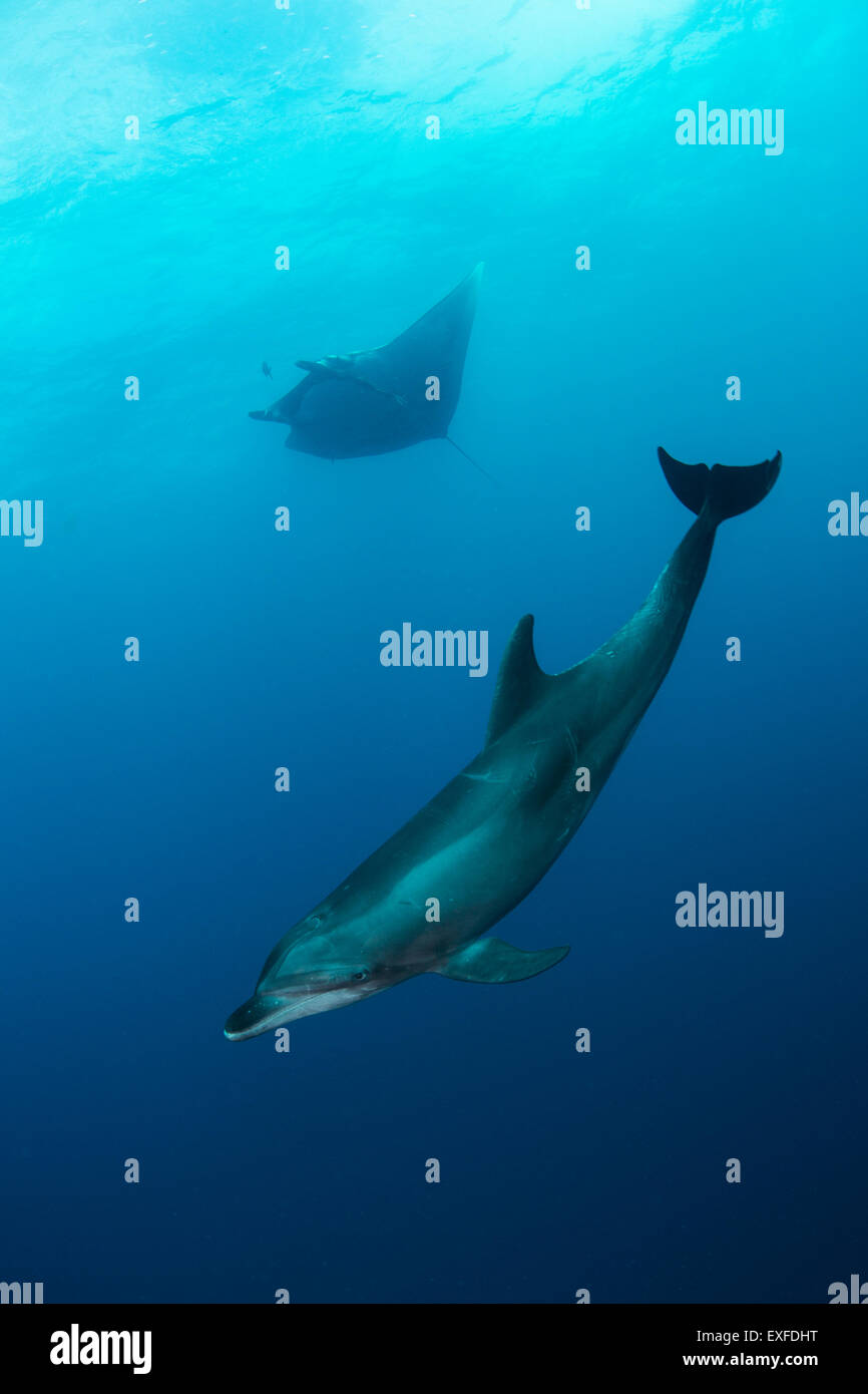 Wild dolphin and giant manta swimming, San Benedicto, Revillagigedo, Mexico Stock Photo