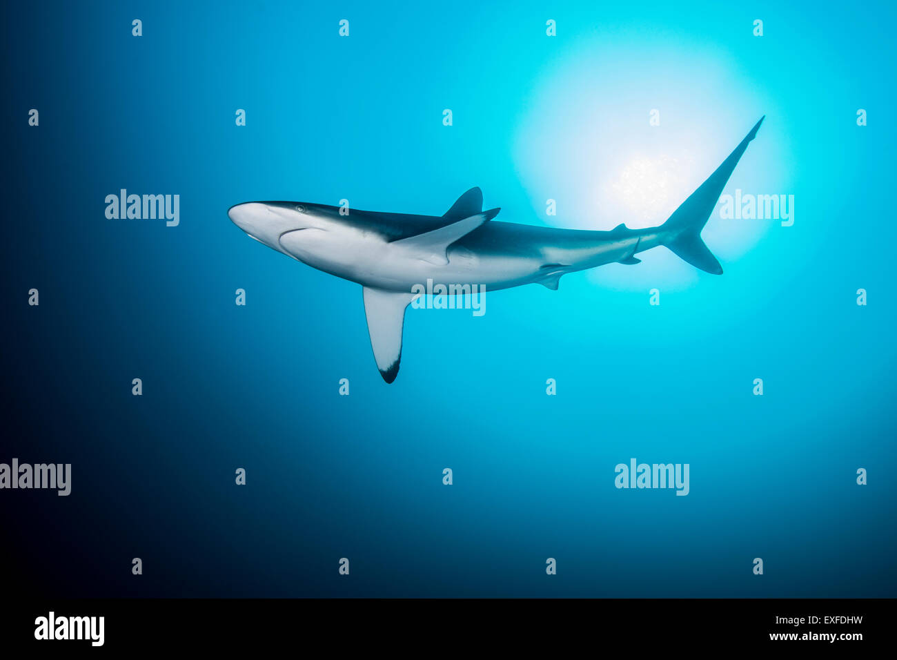 Lonely, curious silky shark circling, Socorro Island, Revillagigedo, Mexico Stock Photo