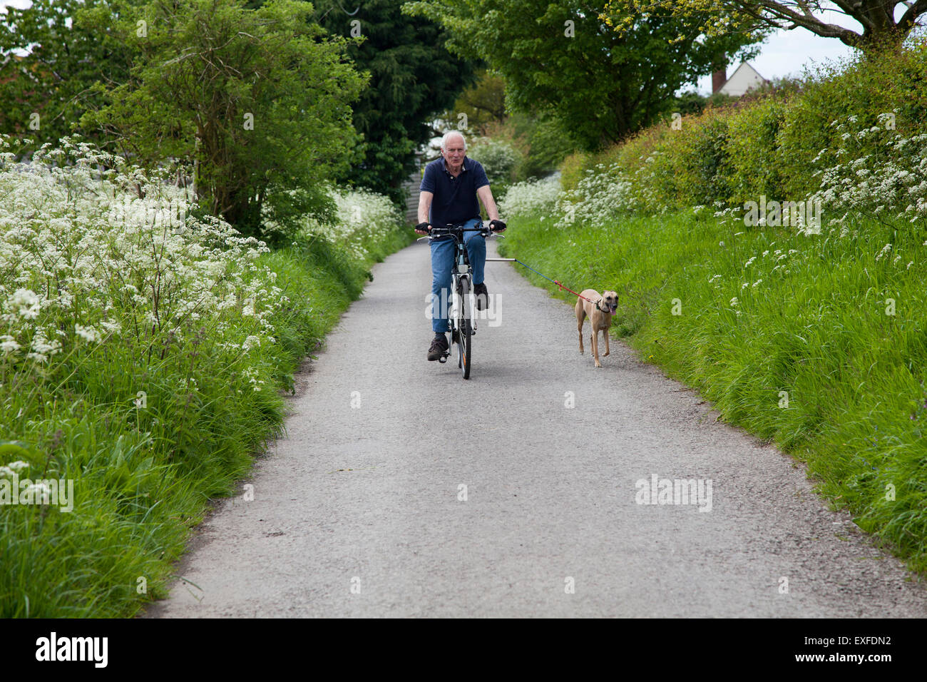 Senior man riding bike on country lane with dog Stock Photo