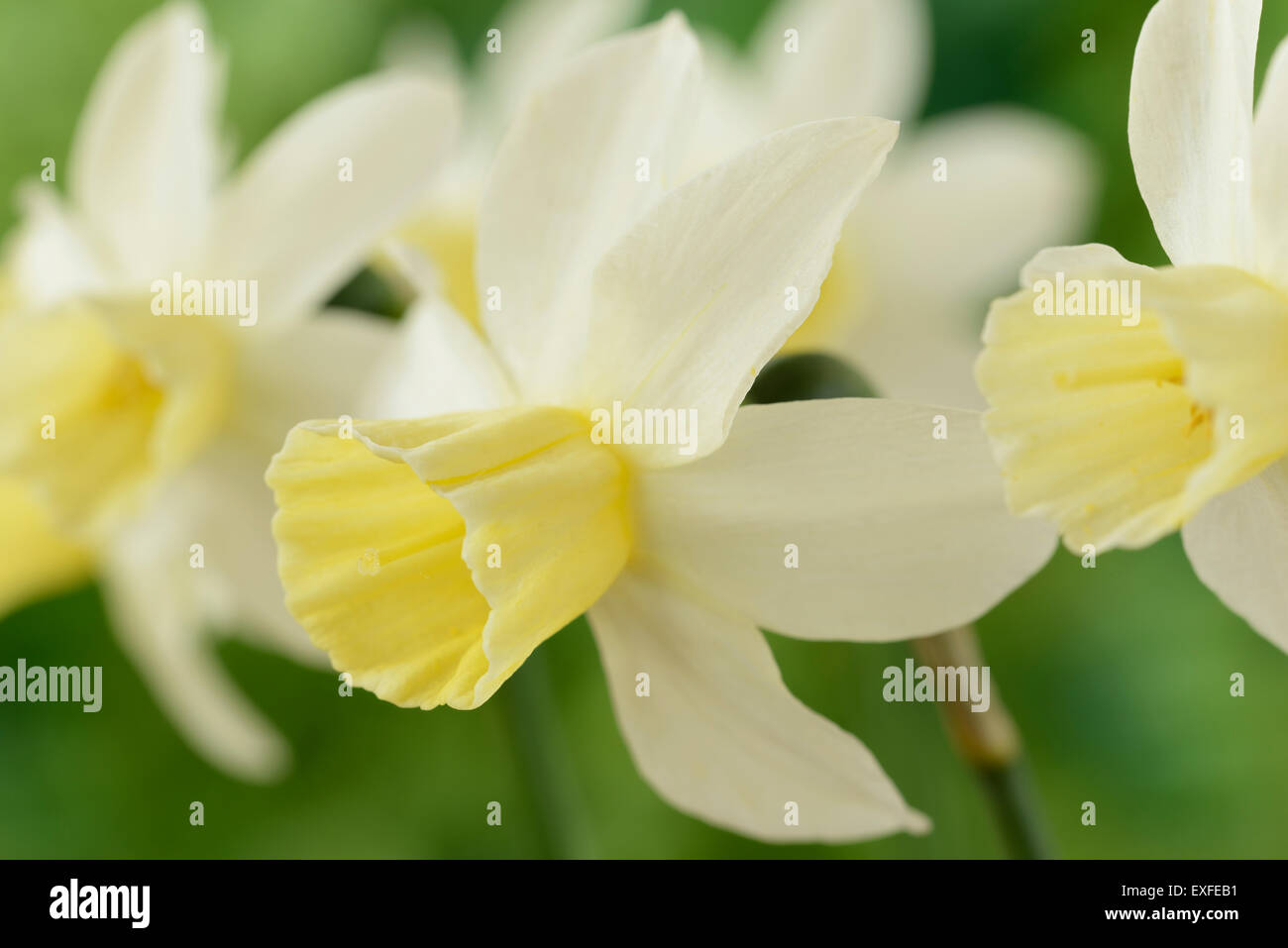 Narcissus  'Sailboat'   AGM  Daffodil  Division 7 Jonquilla  April Stock Photo
