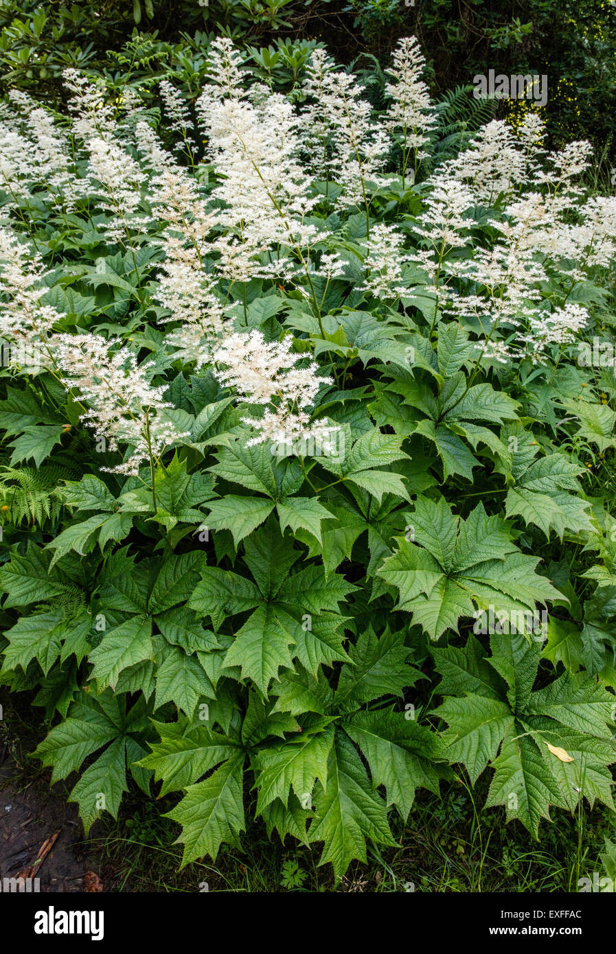 White form of Rodgersia aesculifolia or podophylla - a vigorous shade loving perennial garden flower with deeply divided leaves Stock Photo