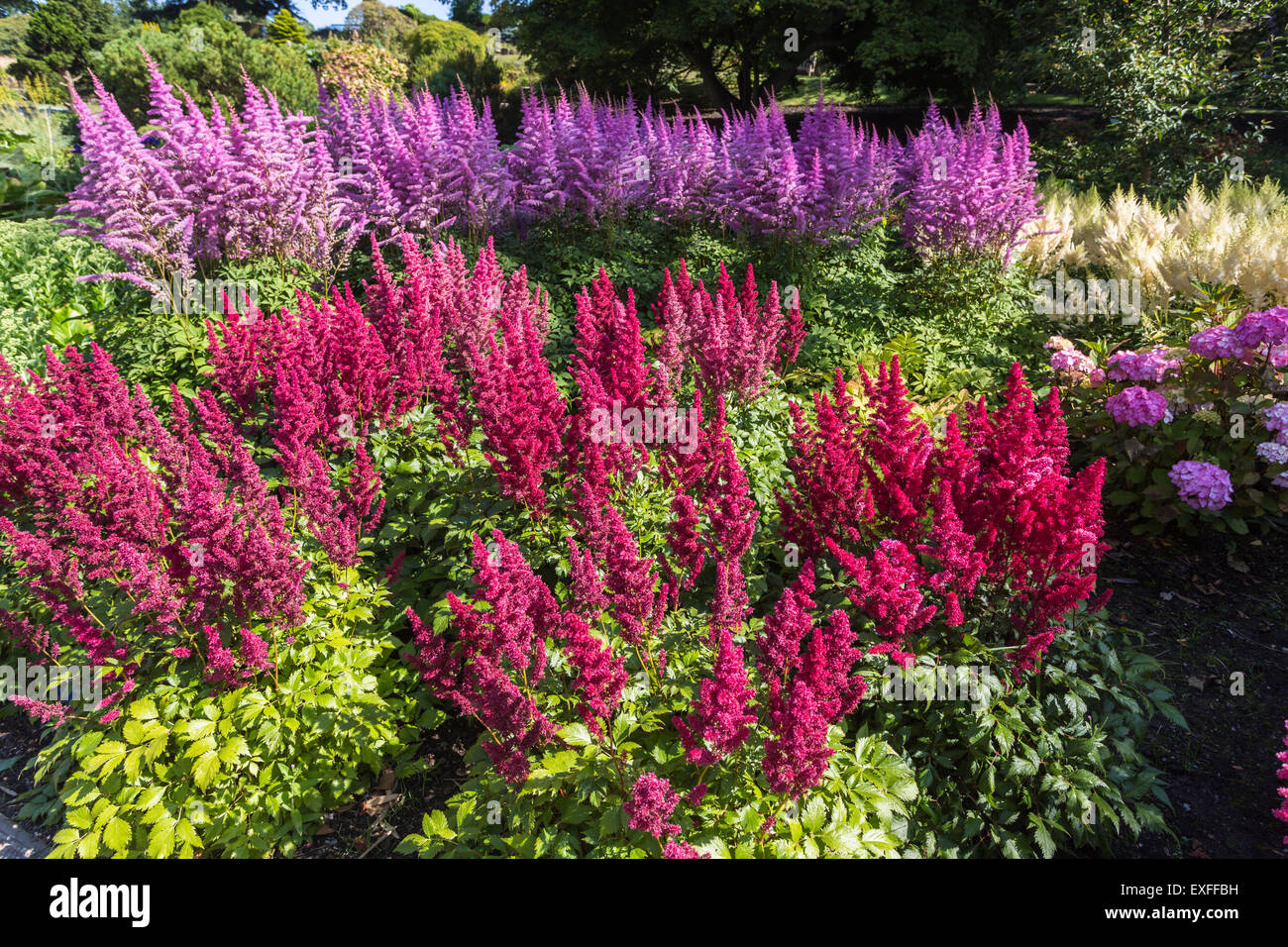 Red Astilbe 'Fanal' (x arendsii) and purple 'Mainz' (japonica hybrid) flowers in summer in the RHS Gardens, Wisley, Surrey, UK Stock Photo