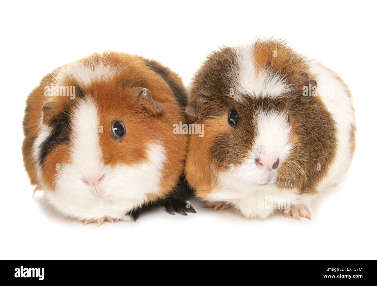 Guinea pigs Two adults in a studio Stock Photo