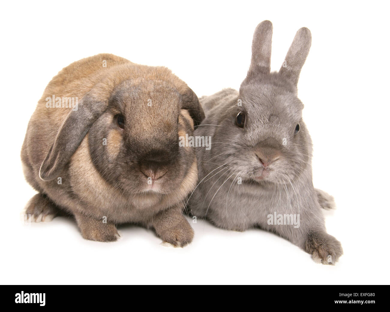 Domestic rabbits Two adults in a studio Stock Photo