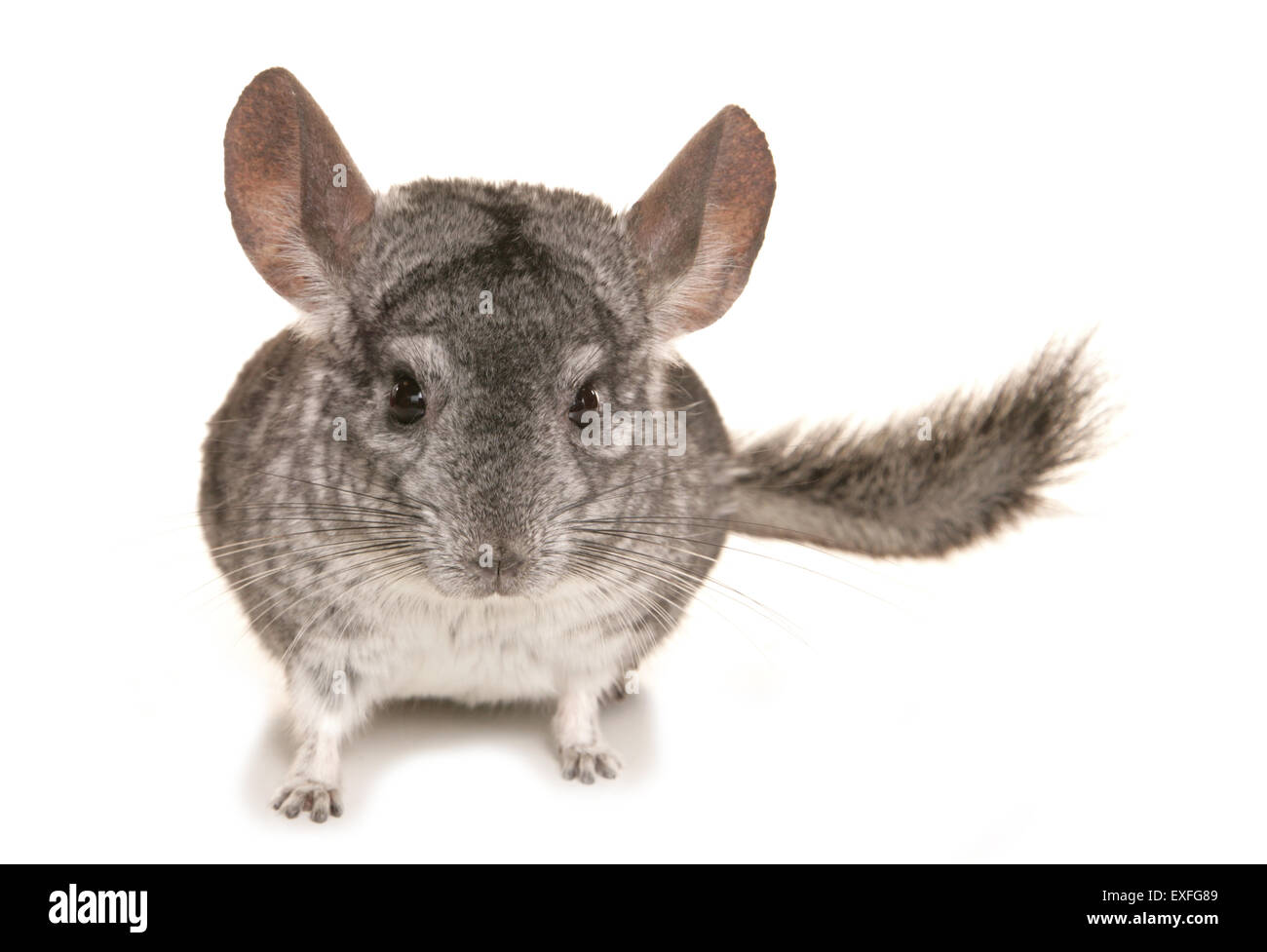 Chinchilla lanigera single adult in a studio Stock Photo