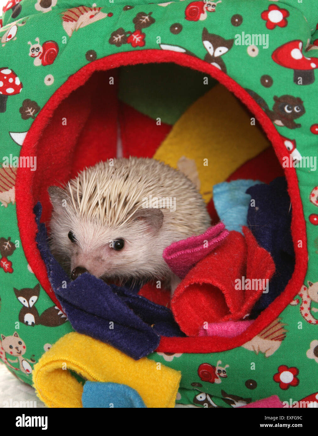 Pygmy hedgehog Atelerix albiventris Profile of single adult in a studio