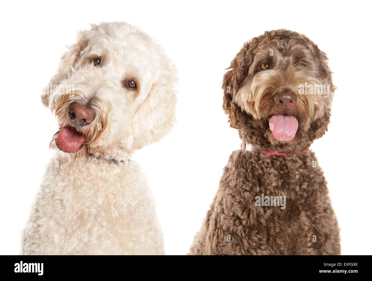 Labradoodle Two adults in a studio Stock Photo